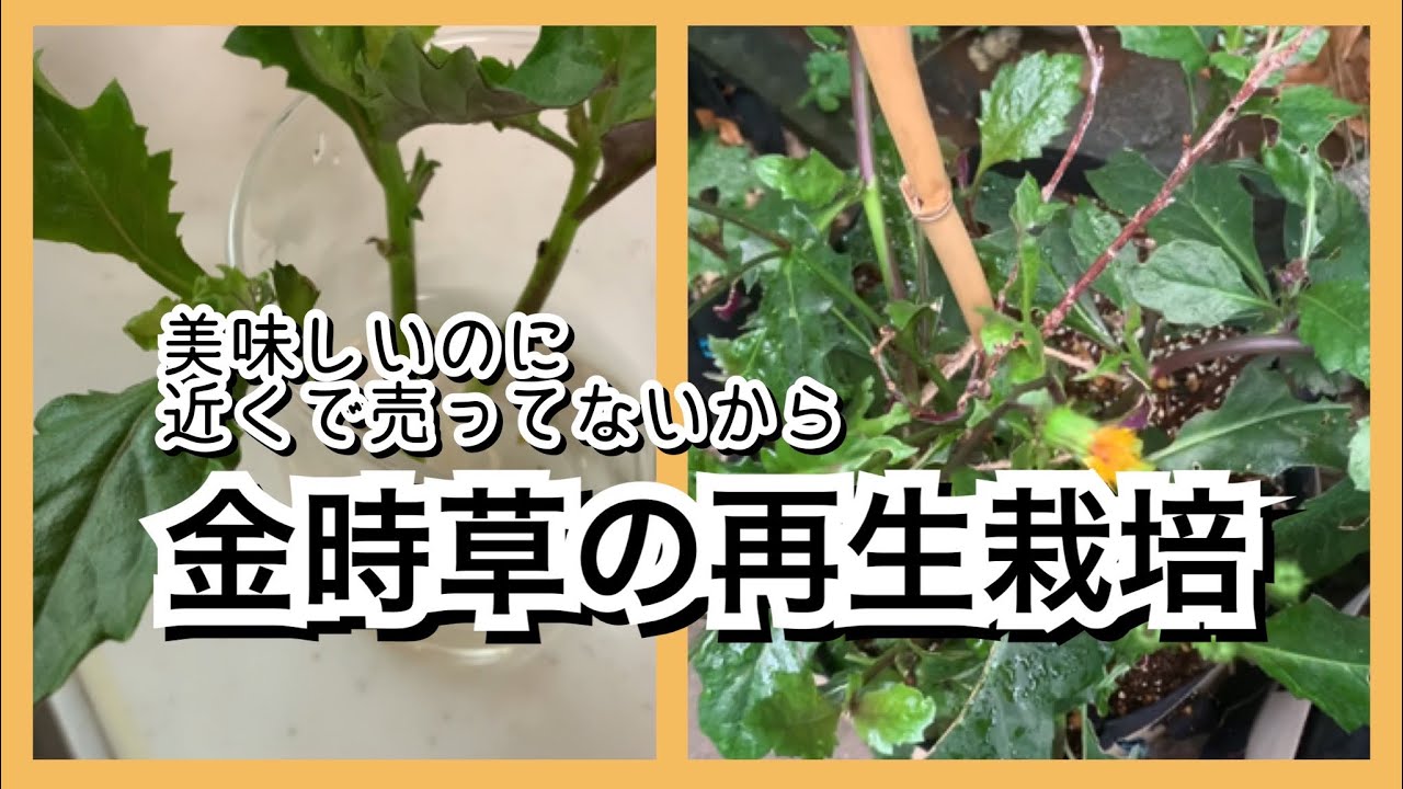 Living with Life] Re-cultivation of Kinjiso (Golden Root Plants