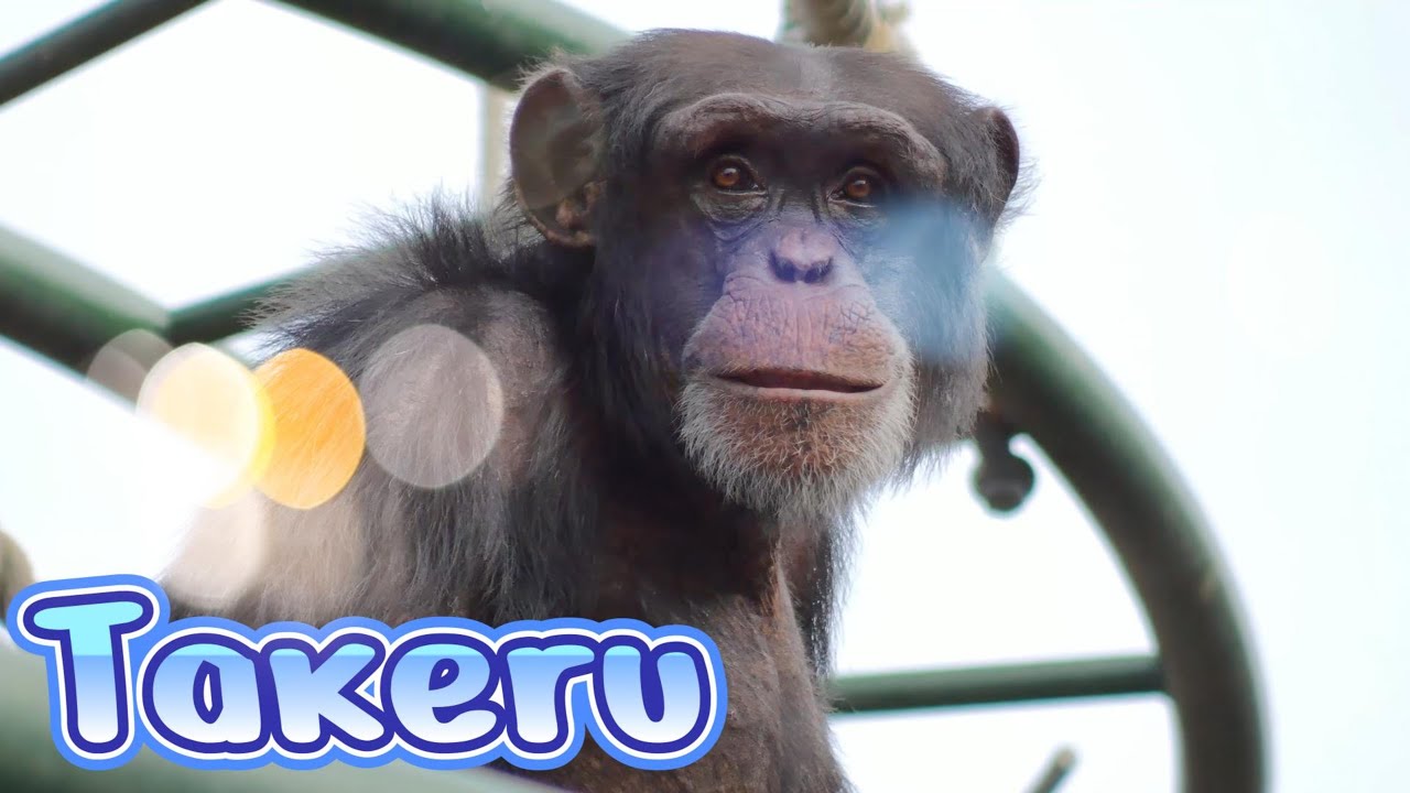 Rest in peace Takeru🌈 Asahiyama Zoo Chimpanzee 202404 - YouTube