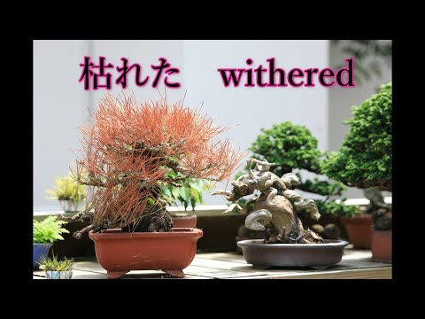 Bonsai withered 盆栽が枯れた - YouTube