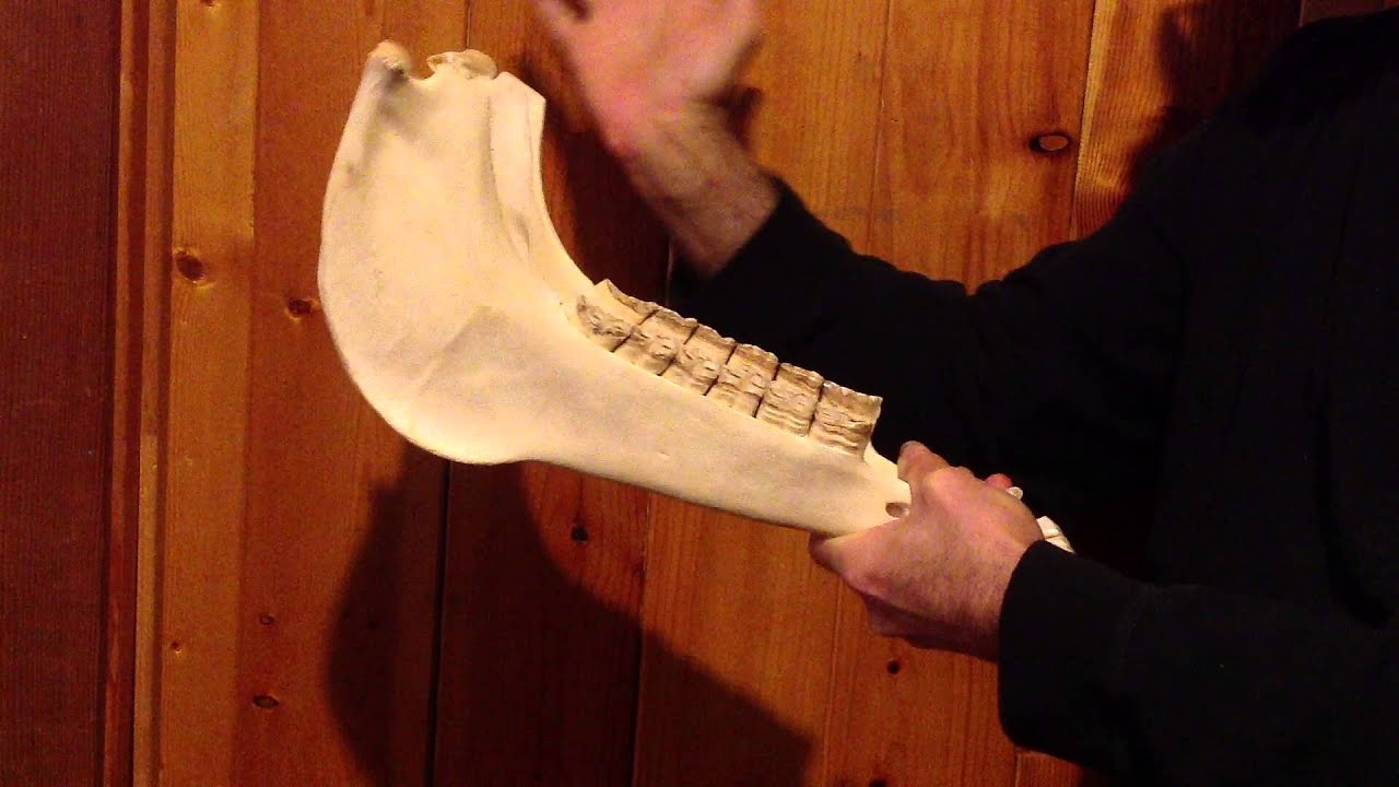 ロバの顎骨ガラガラ、キハーダ – Lark in the Morning