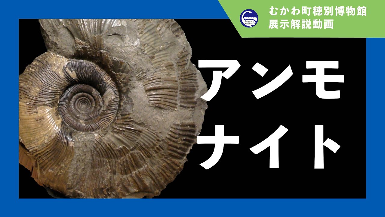 アンモナイト】穂別博物館展示解説動画 - YouTube