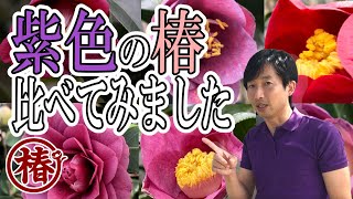 椿園オンラインショップ / 大社紫・たいしゃむらさき