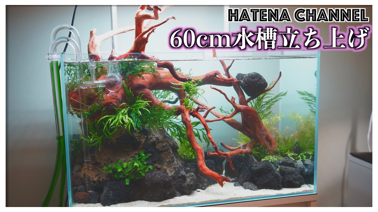 60cm水槽立ち上げ】デカすぎる流木の三角構図レイアウト 完成編 - YouTube