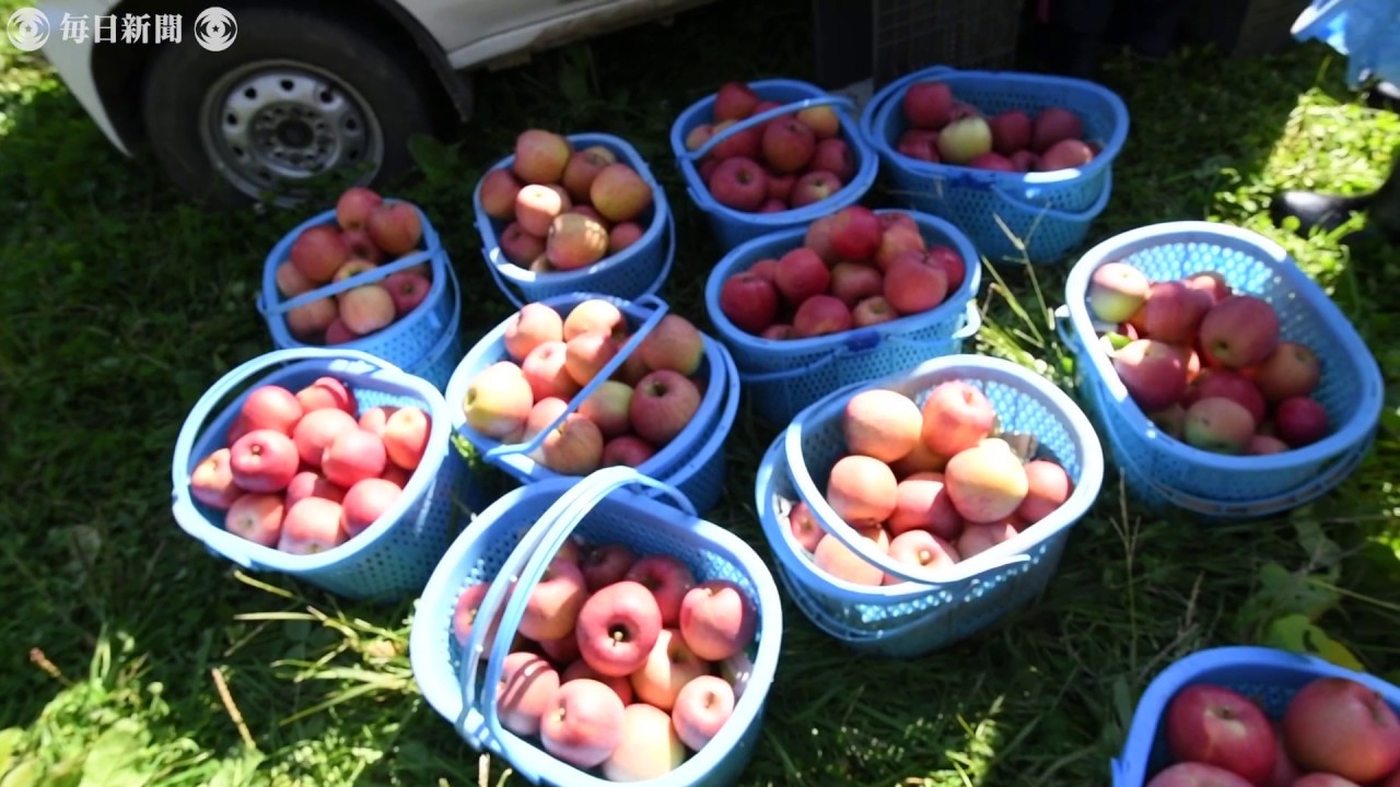 台風19号の水没逃れた「奇跡のリンゴ」収穫 長野 - YouTube