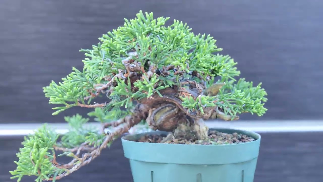 真柏半懸崖- YouTube