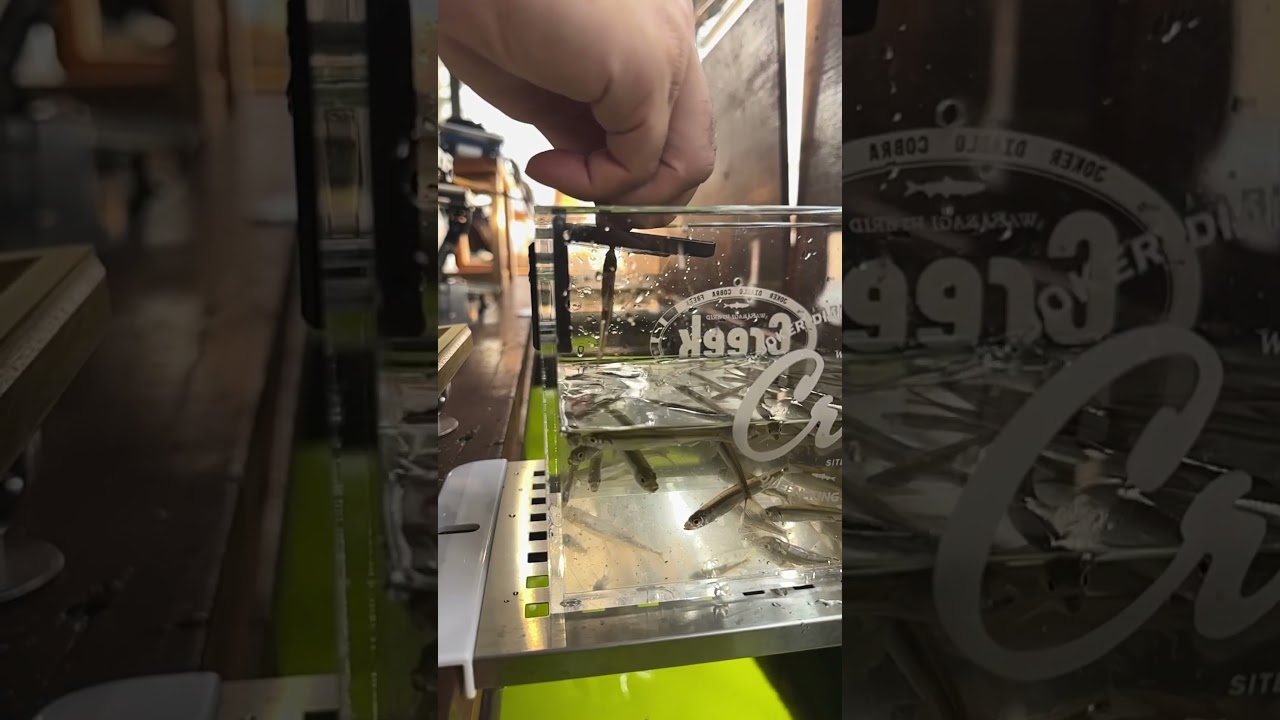 わかさぎ用「針外し」 - 製品情報 ｜ M.T.C.W.