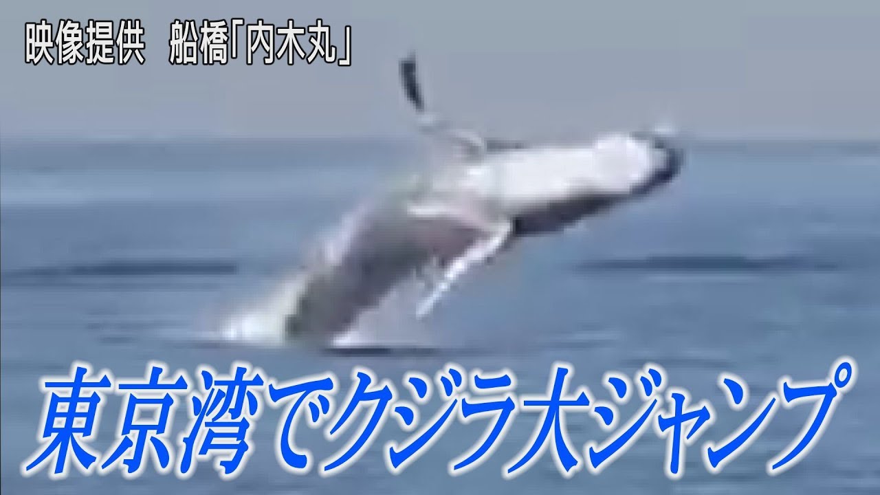 東京湾でクジラが大ジャンプ - YouTube