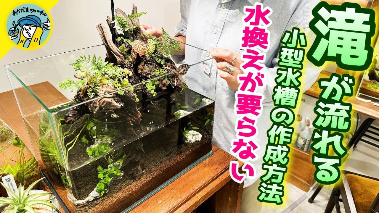 アクアリウム】滝の流れる40センチレイアウト水槽（水換えが要らない
