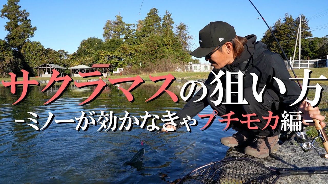 Rodeo Craft] Introducing how to target cherry salmon