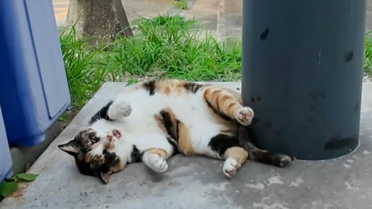 いつもは短く「ニャ」と鳴く三毛猫さん。でもこの日はなぜか長い