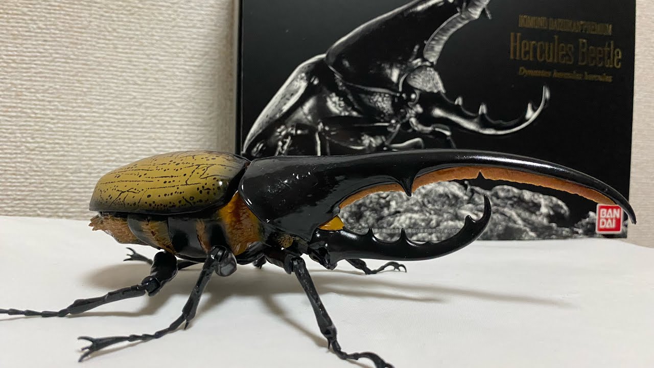 いきもの大図鑑 プレミアム「ヘラクレスオオカブト」 - YouTube