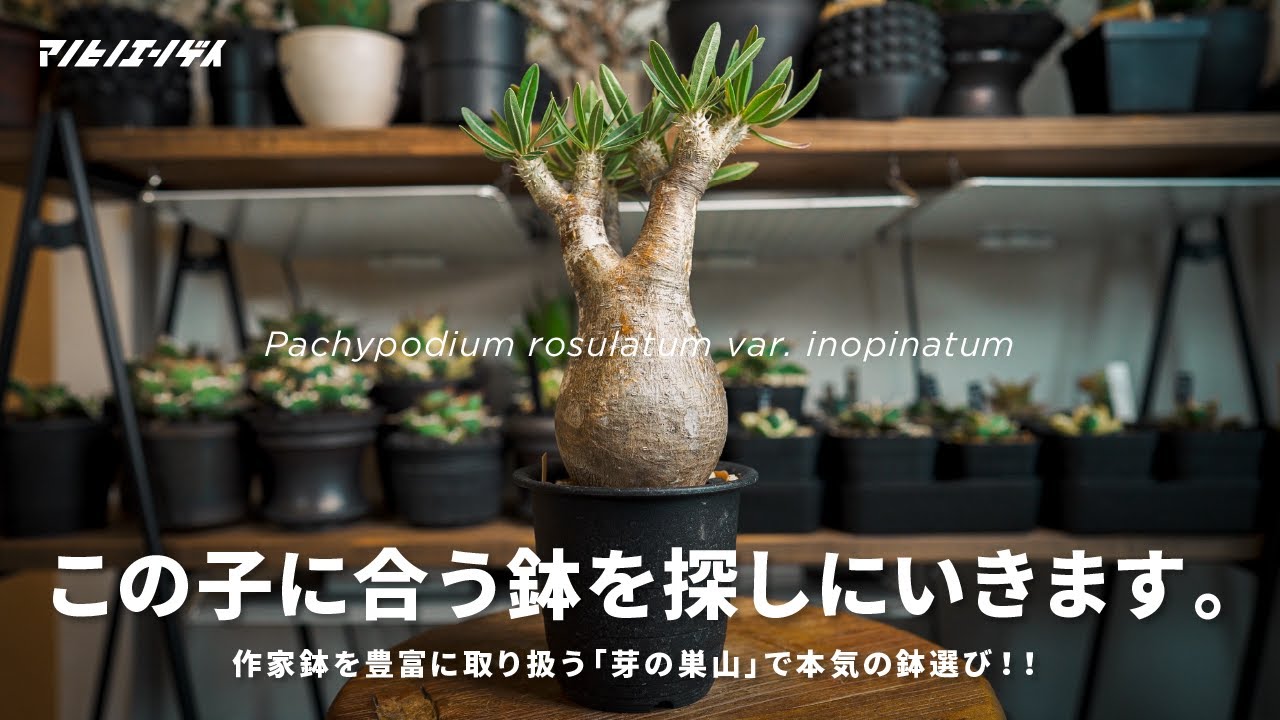 Choose your pot carefully at 