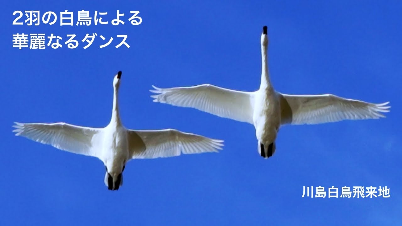 2羽の白鳥による華麗なるダンス飛翔【川島町白鳥飛来地】swan dance