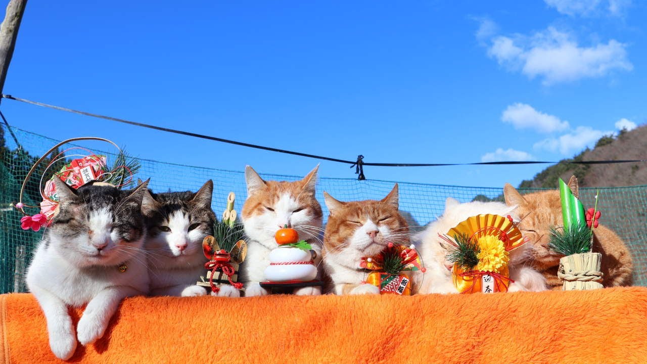 のせ猫 x お正月 2025 New Year cat 260101 - YouTube