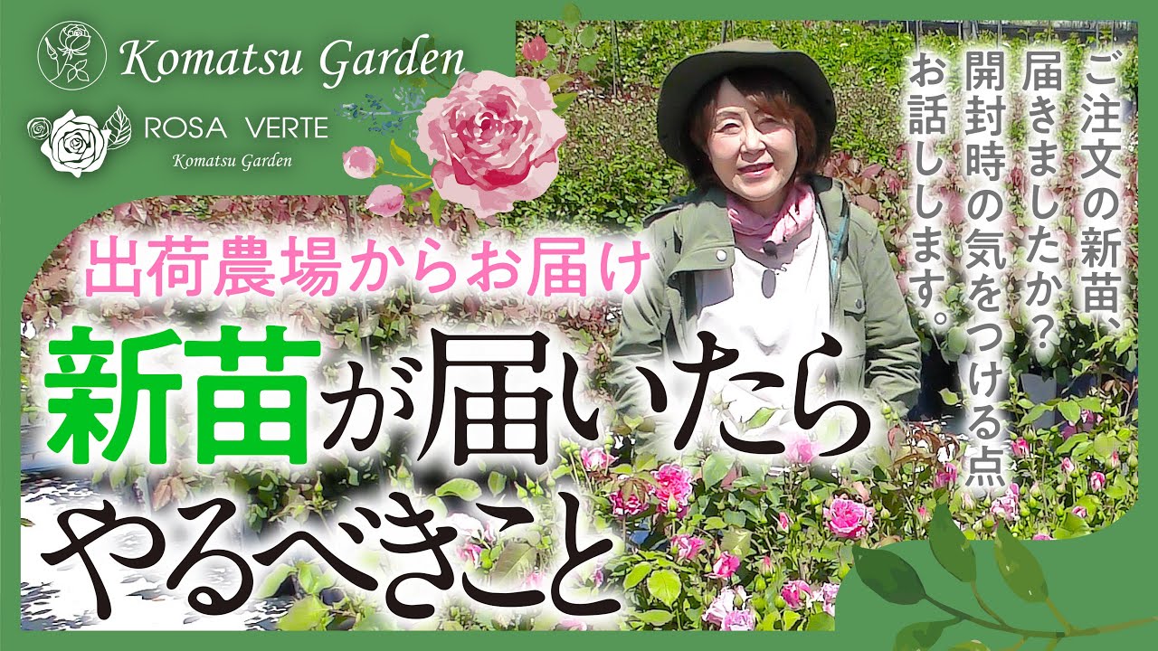 New Rose Seedlings] Delivered from the Farm! What to do when you