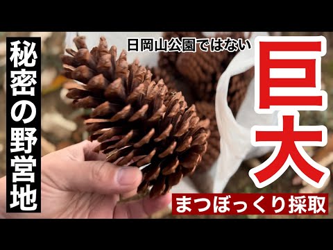 極秘】秘密の野営地にて見た事もない巨大まつぼっくりを採取した