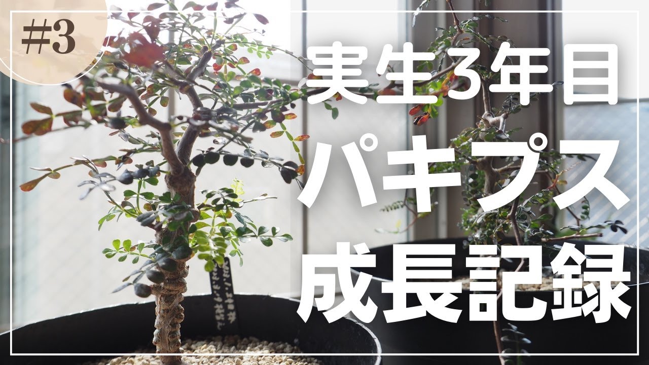 パキプス実生2年目株・根差し株｜成長期1シーズンでどれだけ成長した