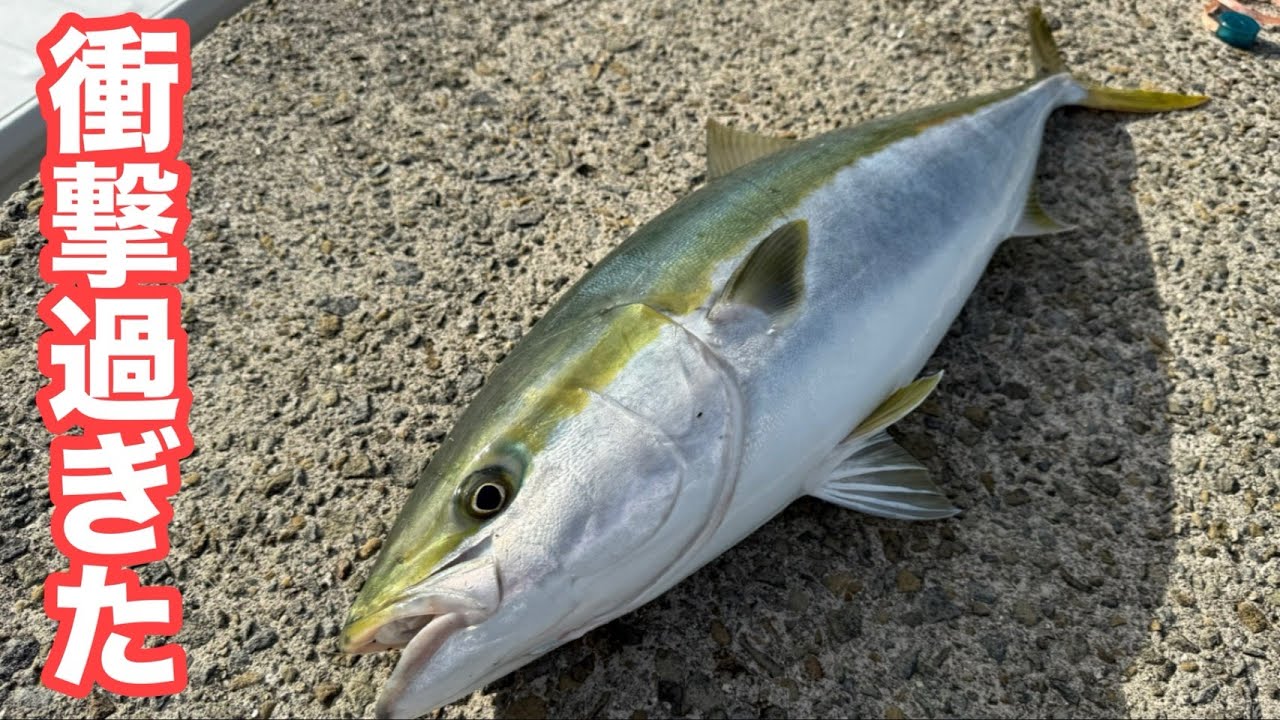 Shocking] Large bluefish caught one after another! The