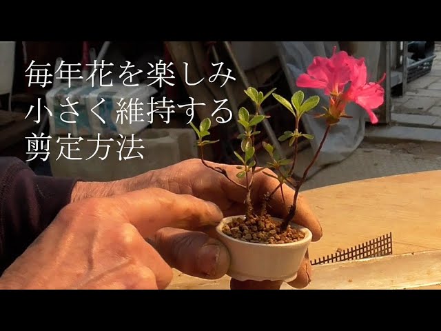 Replanting Miyamakirishima and pruning to enjoy its flowers next