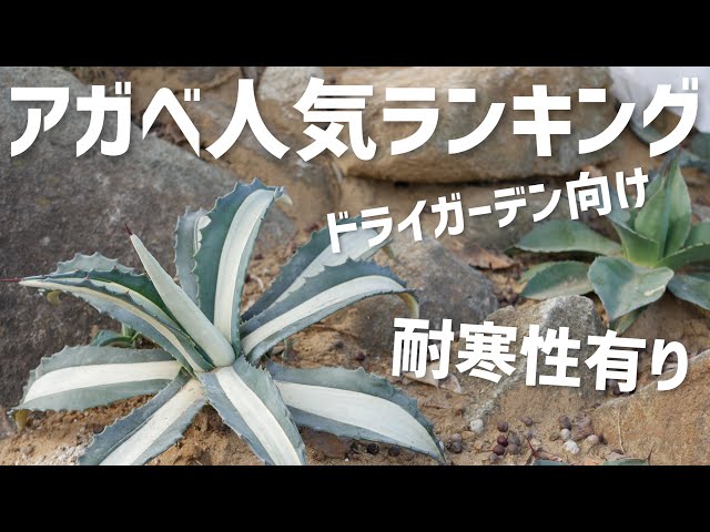 耐寒性有り]アガベ地植え最強オススメランキング！ドライガーデン向け