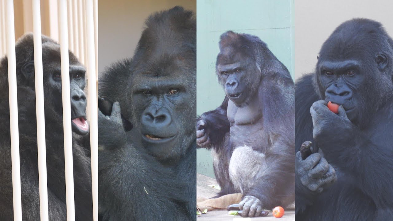 Scenery without Annie Higashiyama Zoo Gorilla 202512 - YouTube