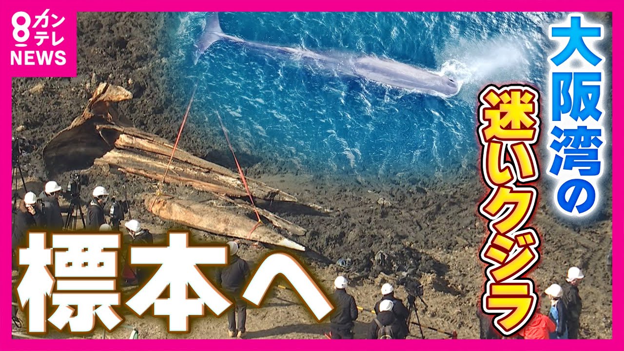 A lost whale from Osaka Bay two years ago was excavated and turned