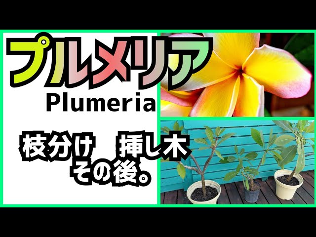 完璧】プルメリアの挿し木、枝分けのその後。増やし方 庭造り