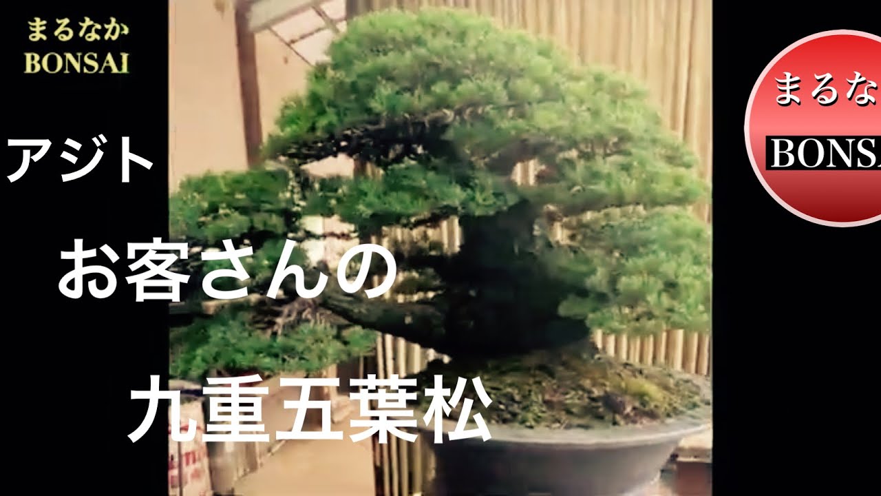 329 手入れしに来ていた九重五葉松。 【盆栽】​⁠‪@bonsai1007‬ - YouTube