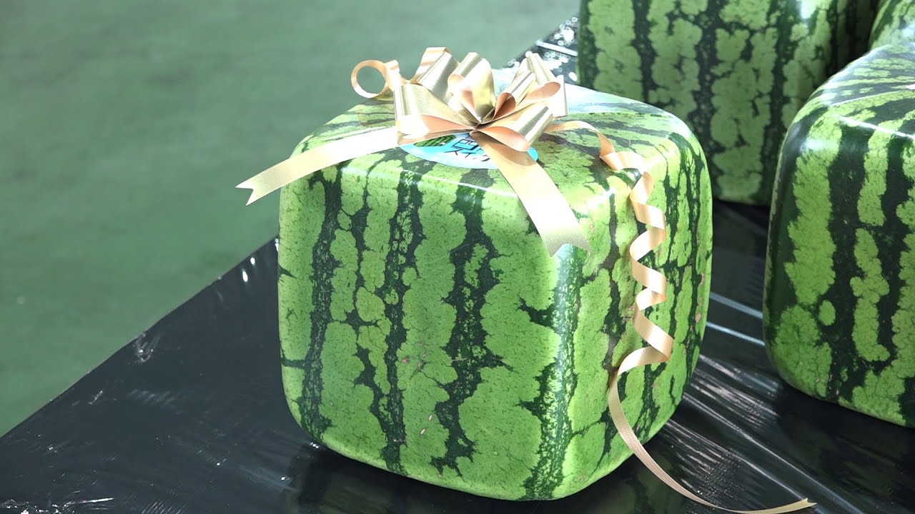 鑑賞用「四角スイカ」の出荷始まる 実物大の収納ボックスも登場 香川