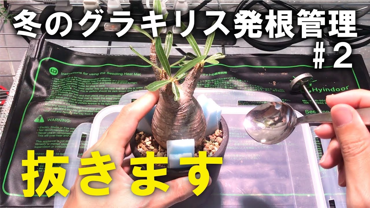 冬のグラキリス発根管理② 変化がないので抜いてみた/Pachypodium