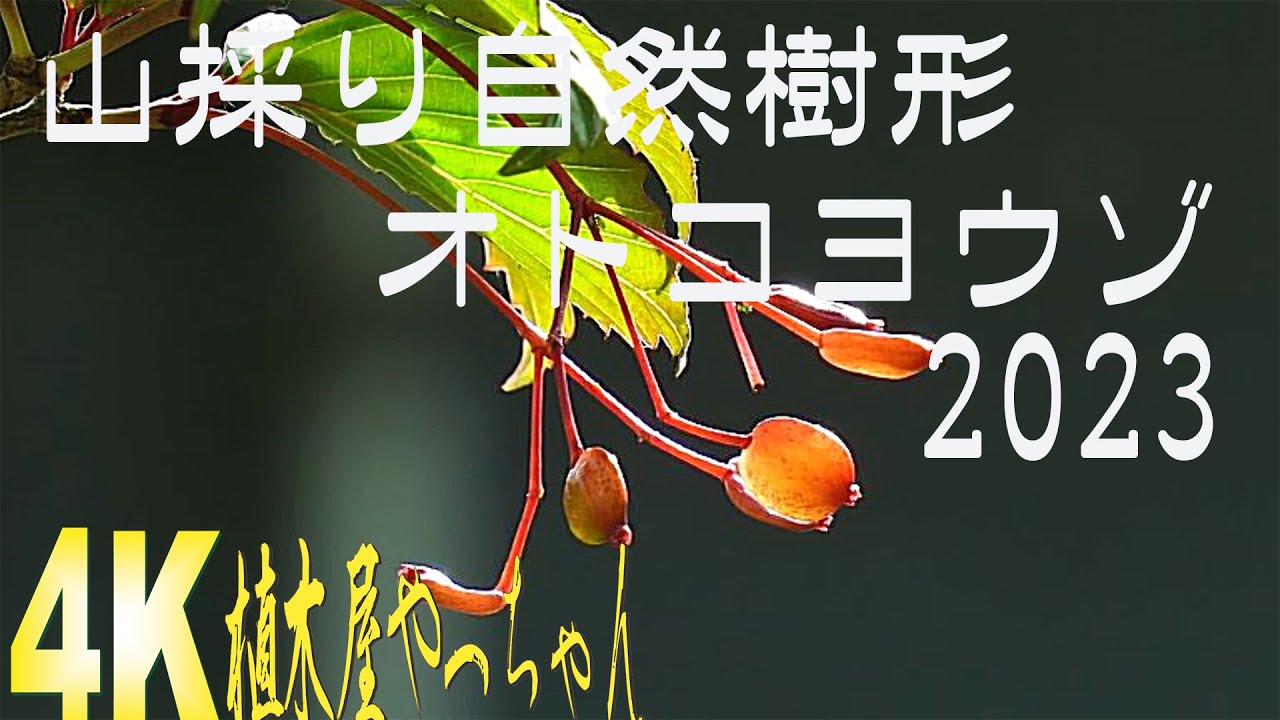 山採り自然樹形オトコヨウゾメ扁平な実 2023 - YouTube