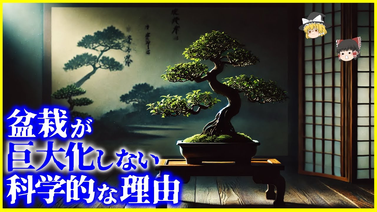 桜島軽石を盆栽鉢にしよう！／Let's use Sakurajima pumice stone as a