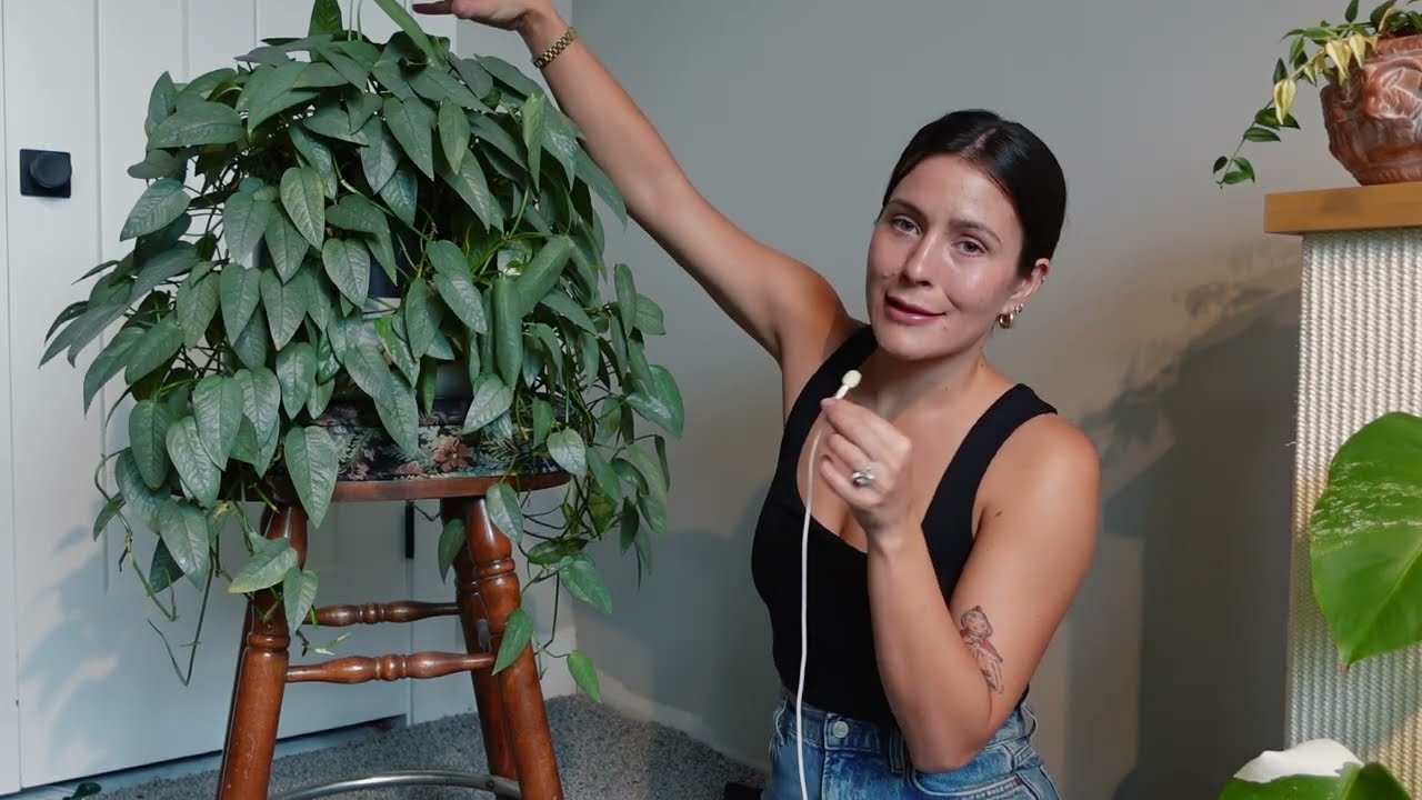 ポトス・セブブルー（Cebu Blue Pothos） - YouTube