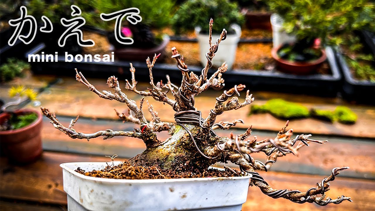 KED5】かえでのミニ盆栽を全葉刈りして、立ち上がった枝を伏せておいた