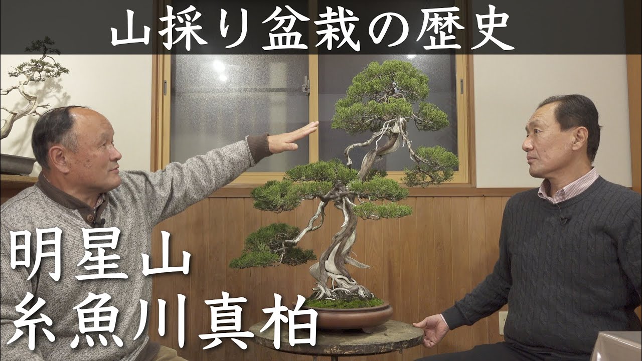 糸魚川真柏②】山取り盆栽の歴史 | 新潟県糸魚川市明星山【西川盆栽園