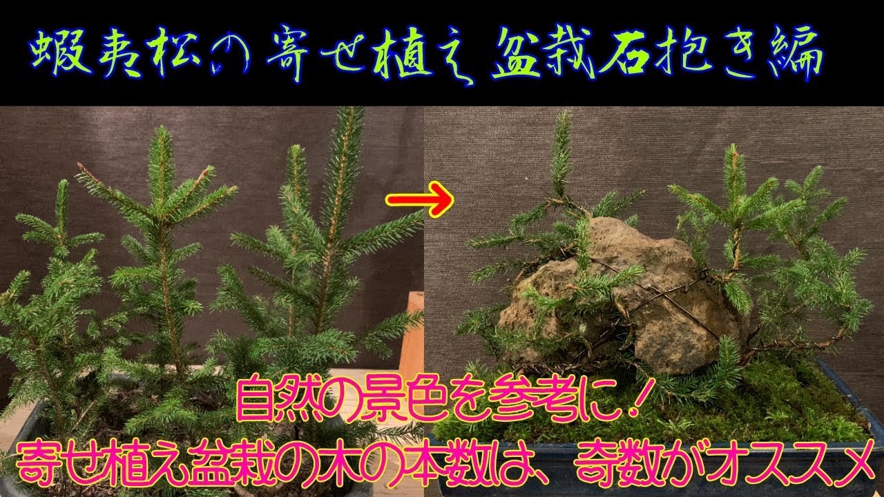 蝦夷松の寄せ植え盆栽石抱き編🌟How to create a Ezo spruce BONSAI