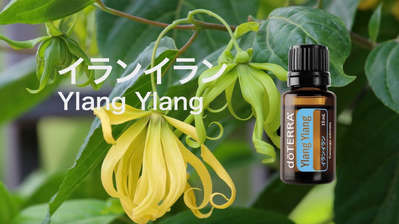 イランイラン - YouTube