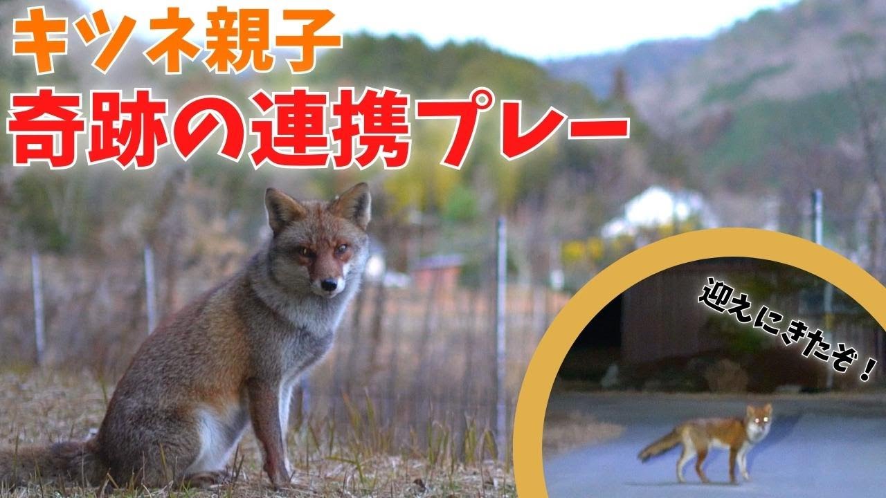 I was chasing the mother fox and got separated from her, but the