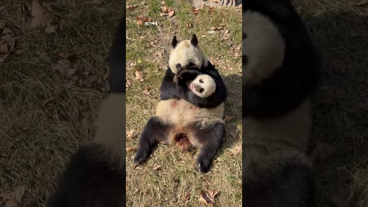 🐼パンダのママは自分の子供を本当に愛していますね！手のひらで弄ぶ