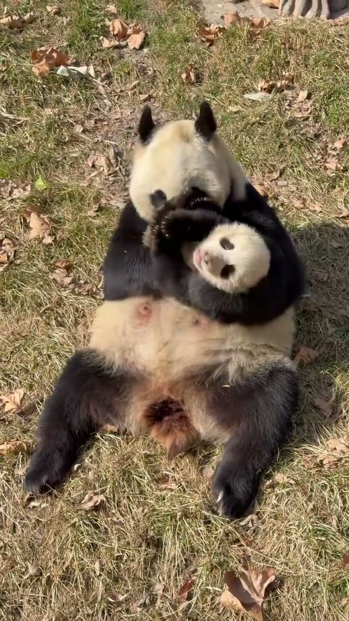 🐼パンダのママは自分の子供を本当に愛していますね！手のひらで弄ぶ