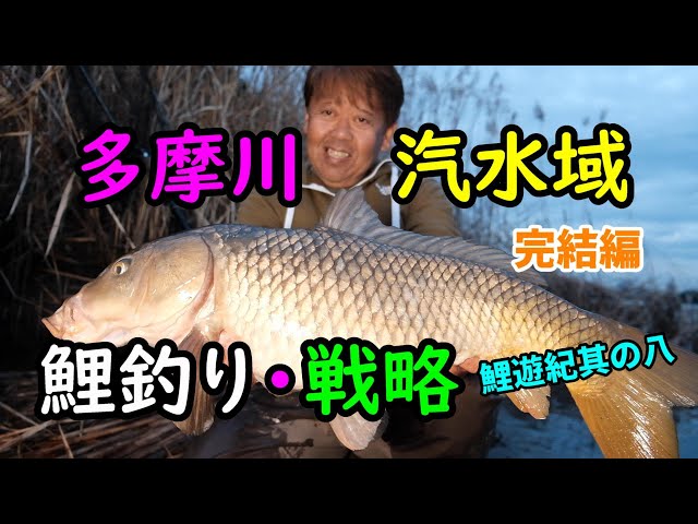 多摩川・汽水域 鯉釣り戦略 完結編【鯉遊紀其の八】 - YouTube