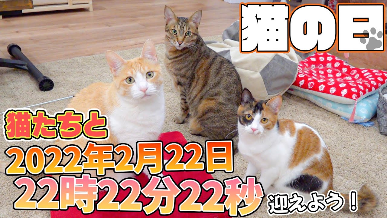 🔴LIVE] Celebrating 10:22:22 PM on February 22, 2022 with cats