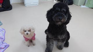小さいトイプードル、大きいドゥードル ひみつきちなう！② 2026年1月