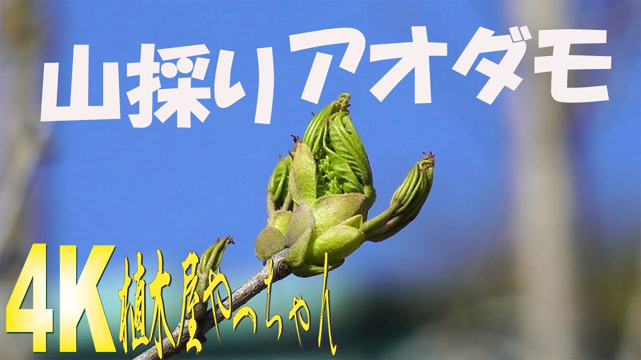 山採り自然樹形アオダモ販売 秋元園芸