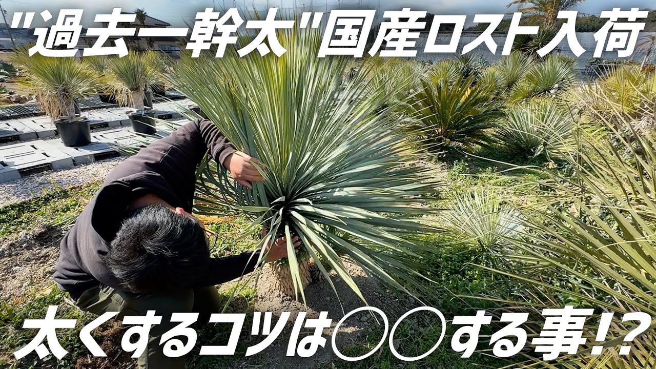 Introducing the new Yucca 