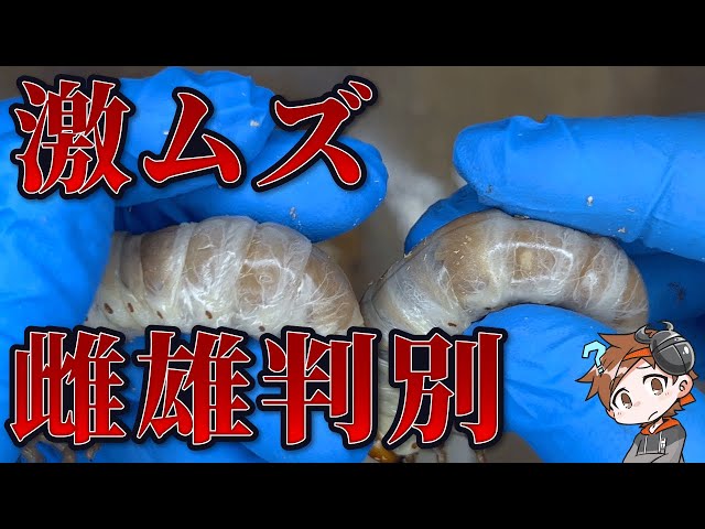 タランドゥス】雌雄判別をしてみよう！ - YouTube