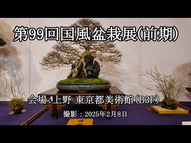 第99回国風盆栽展(前期 B3F) = 主催：日本盆栽協会 = [4K] The 99th