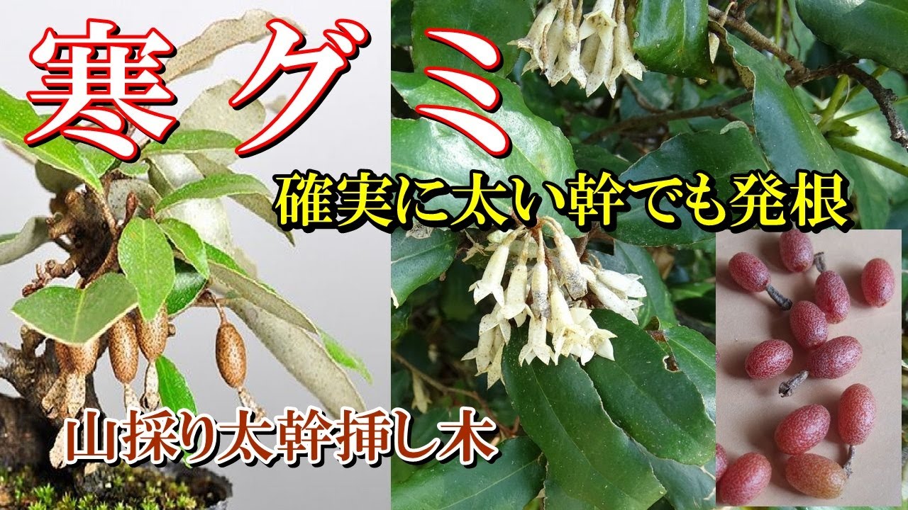 山採り太幹挿し木】寒グミ 確実に太い幹でも発根させる方法、 挿し木