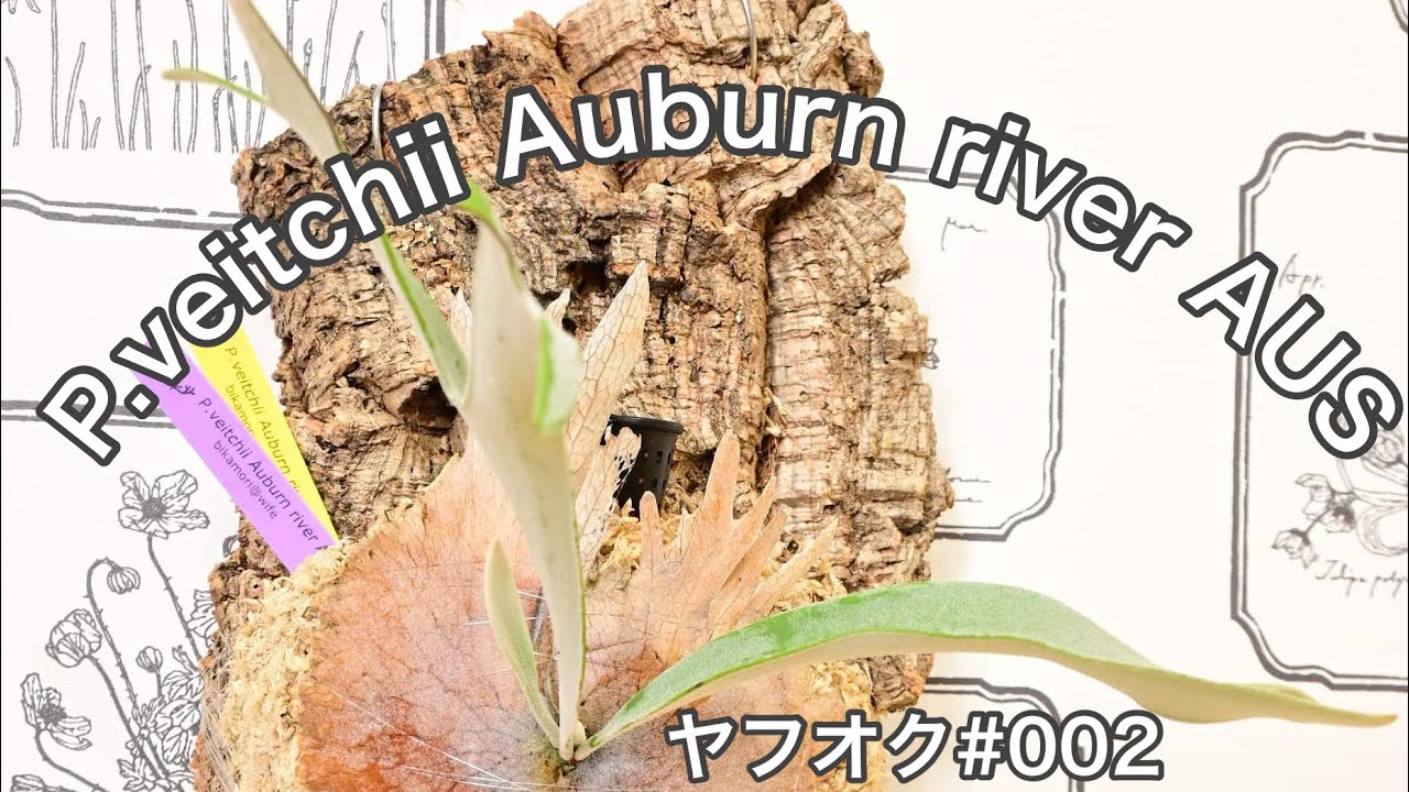 Platycerium Veitchii Wild vs Typical form vs Auburn River Ep118