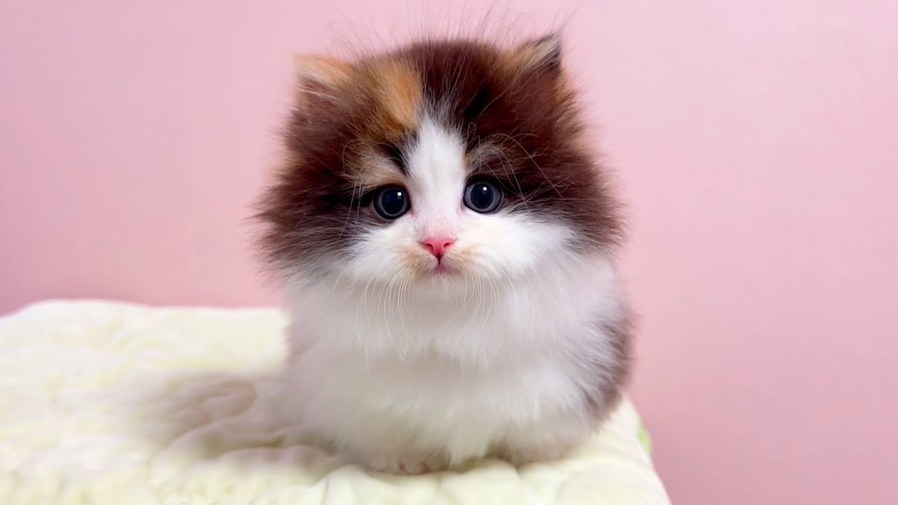 ミヌエットの子猫】もう間違いないでしょって程♥カワイイ～♥三毛猫